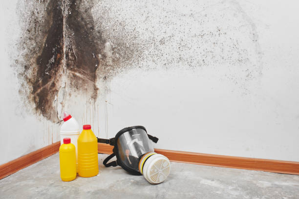 Best Mold Testing and Inspection Services in St Elmo, IL