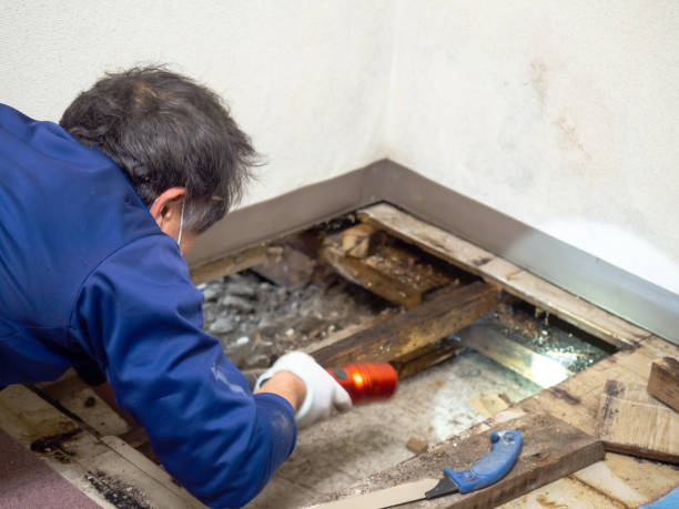 Best Insurance-Related Mold Remediation in St Elmo, IL