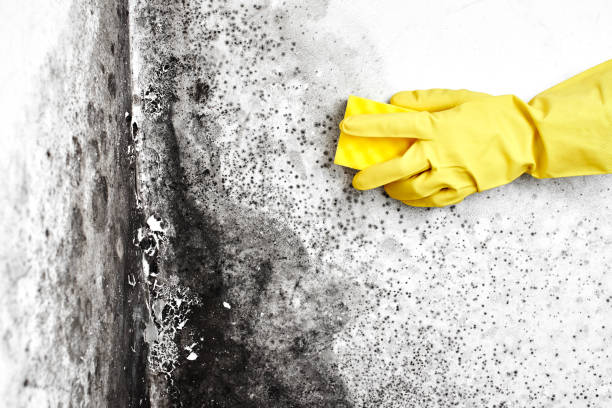 Best Health and Safety Mold Remediation in St Elmo, IL