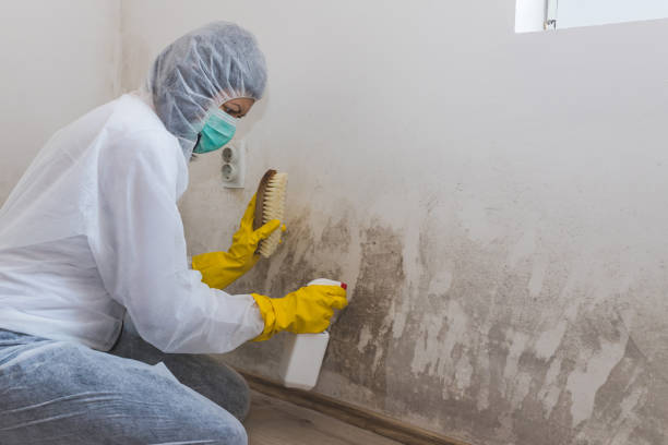 Best Mold Remediation for Schools in St Elmo, IL