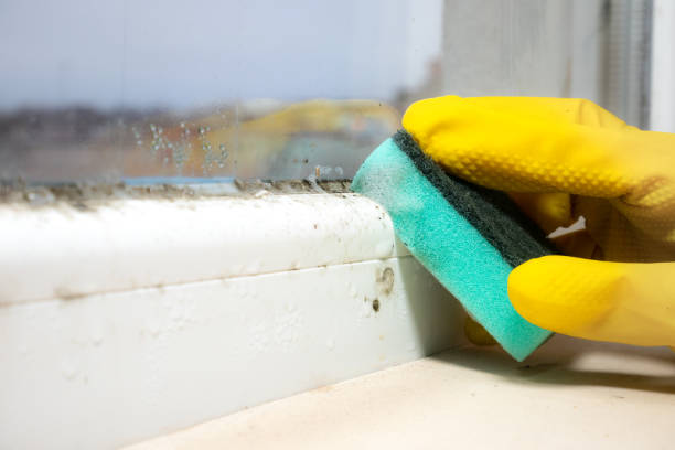 St Elmo, IL Mold Remediation Company