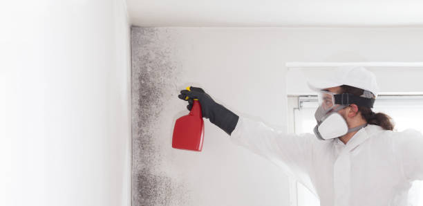 Best Crawl Space Mold Remediation in St Elmo, IL