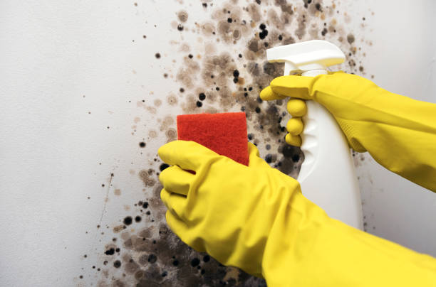 Best Black Mold Remediation in St Elmo, IL