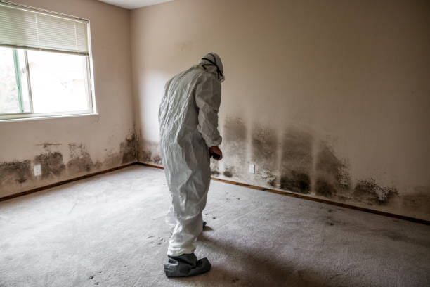 Best Emergency Mold Remediation in St Elmo, IL