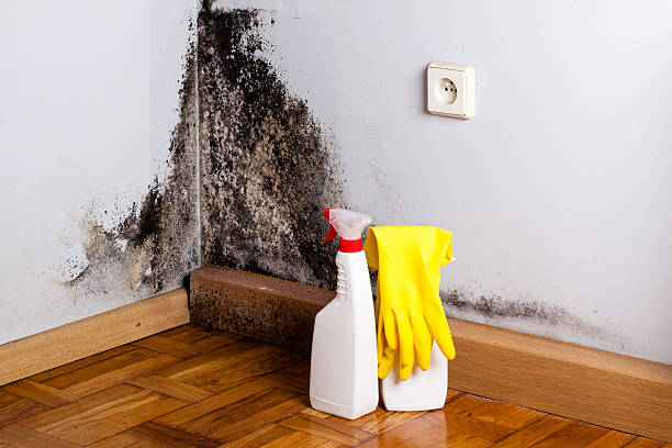 Best Localized Mold Remediation (e.g., coastal areas, humid climates) in St Elmo, IL
