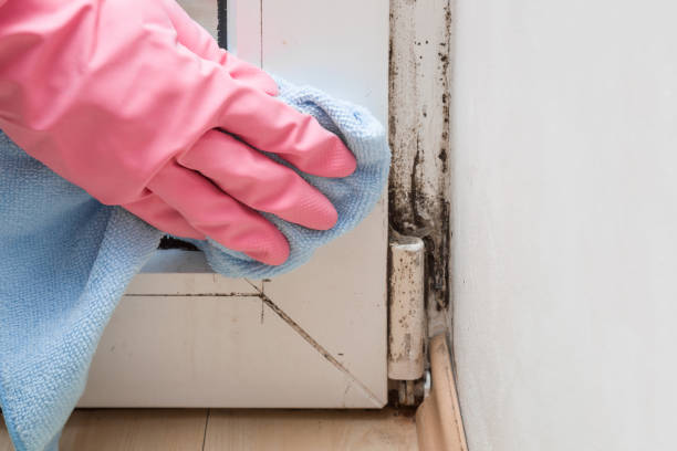Best Mold Remediation for Specific Building Types in St Elmo, IL